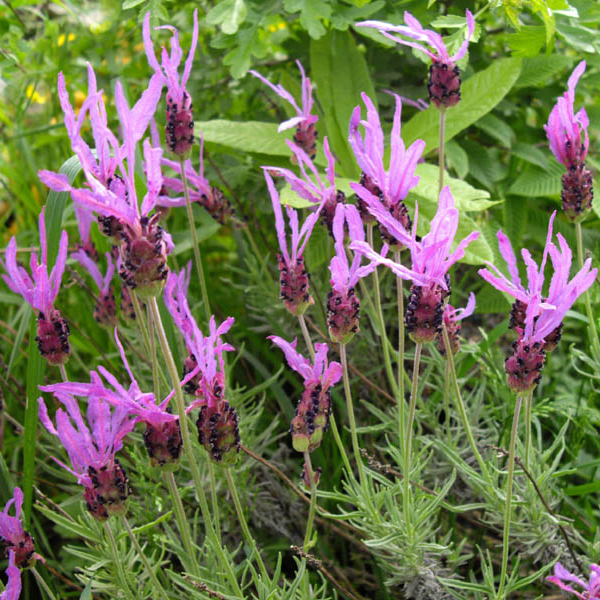 Lavender, Bicolor 'Madrid Purple'